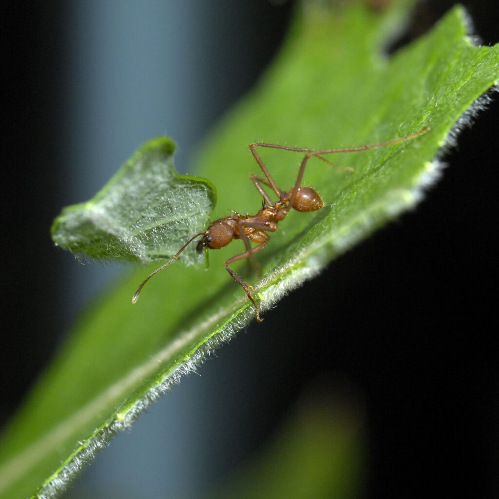 Atta & Acromyrmex (Bladsnijmieren)