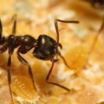 De Lasius Niger