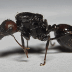 De Messor Barbarus