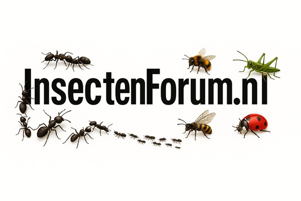Insectenforum.nl